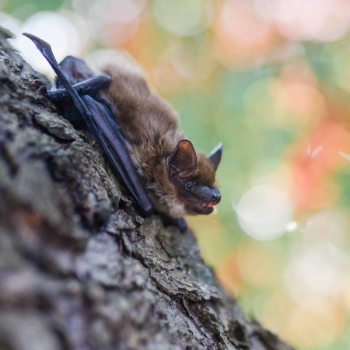 Chauve souris posée sur un tronc d'arbre